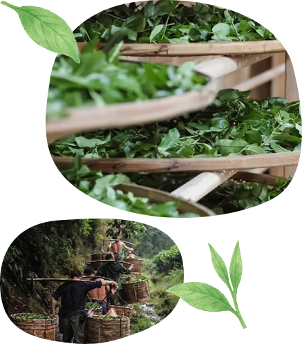 取り扱うのは本場高級茶葉